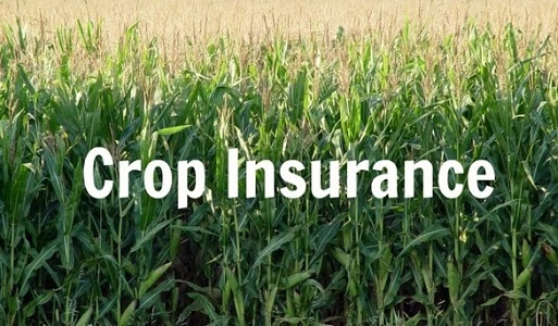 Crop Insurance