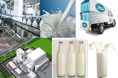 Dairy Business