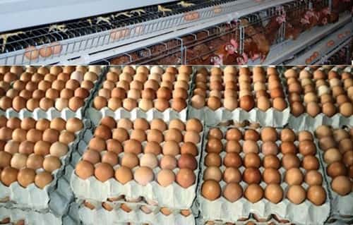 Egg Business