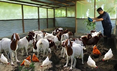 Goat Farming Business