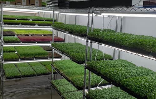 Microgreens Business
