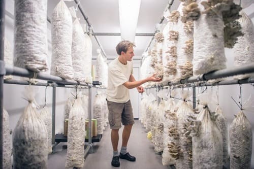 Mushroom Business